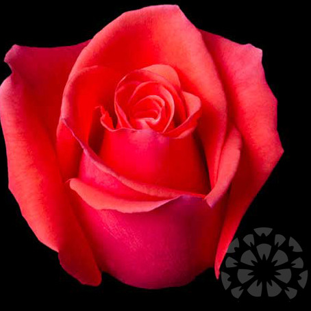 Роза cayenne эквадор фото