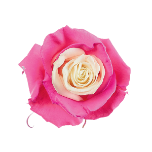 Pink Soul