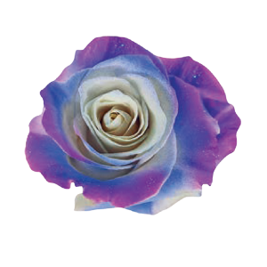 Purple and Blue