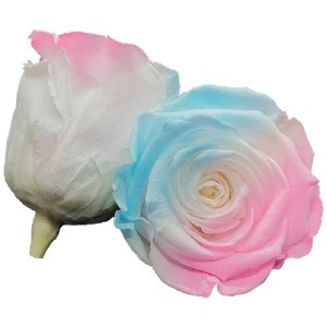 Bicolor
