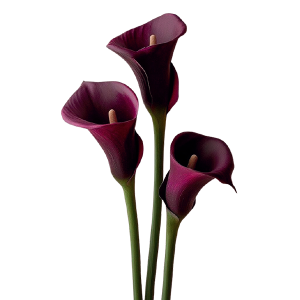 Calla Burgundy