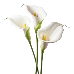 Calla White