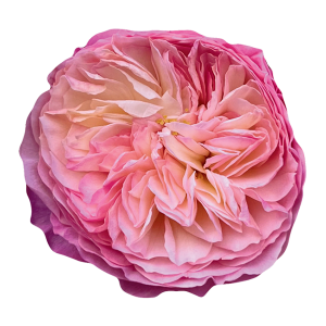 Constance