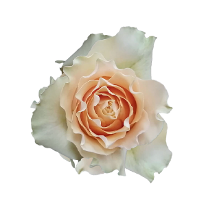 Cream Carpe Diem