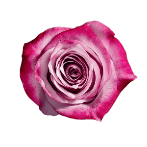 Deep Purple