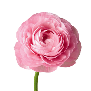 Elegance Pink