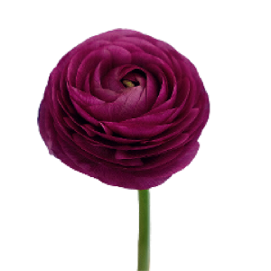 Elegance Purple