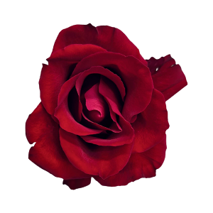 Ever Red