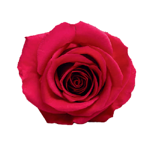 Fuschiana