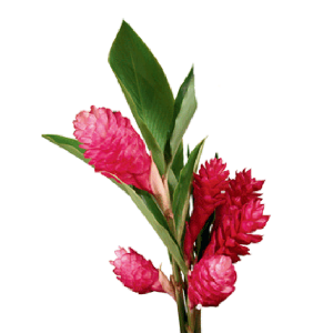 Ginger Pink