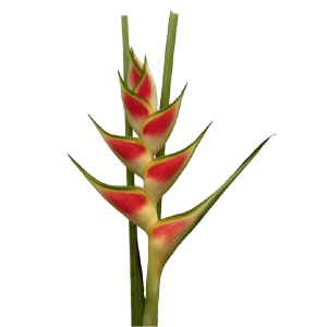 Heliconia Wagneriana Yellow