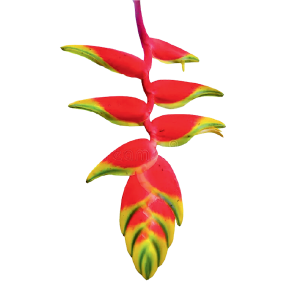 Heliconia Rostrata