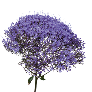 Lavander