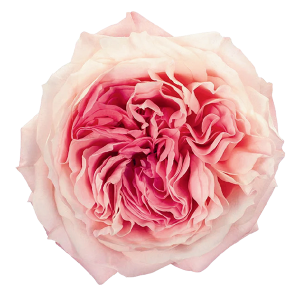 Mayra’s Bridal Pink
