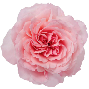 Mayra’s Pink