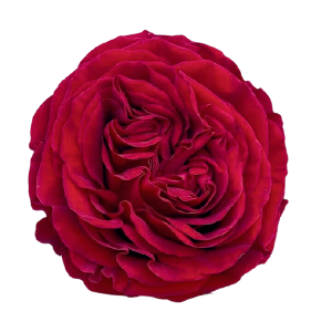 Mayra’s Red