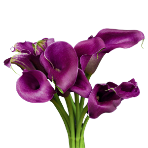 Mini Calla Purple