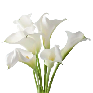 Mini Calla White