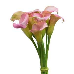 Mini Calla Light Pink