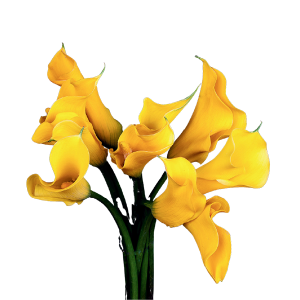 Mini Calla Yellow