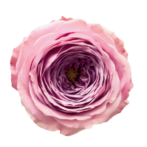Peonykiss