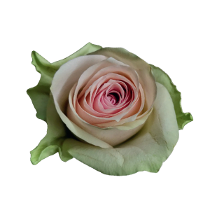 Pink Athena
