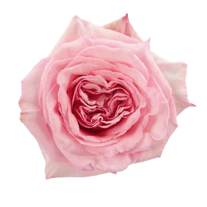 Pink O’hara