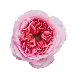 Pink X-pression