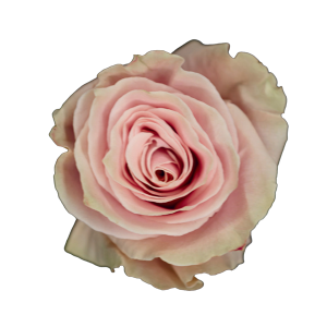 Pink Mondial