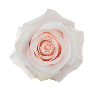 Pomarosa