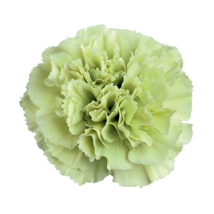 Prado Mint
