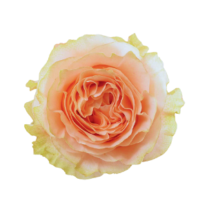 Princess Crown