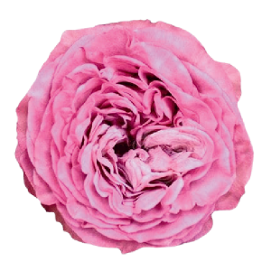 Queen’s Crown