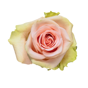 Salma
