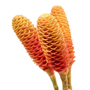 Shampoo Ginger