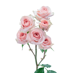 Star Blush