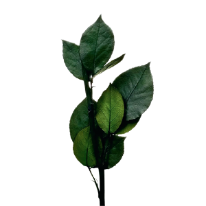 Stem
