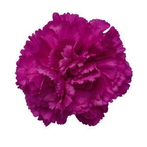 Tiepolo Fucsia