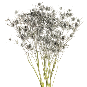 Tinted Silver