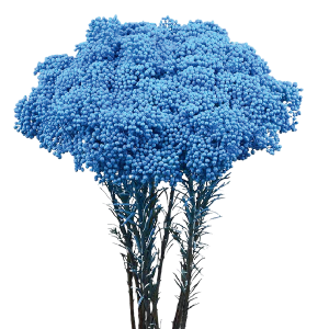 Tinted Blue