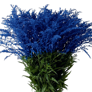 Tinted Blue