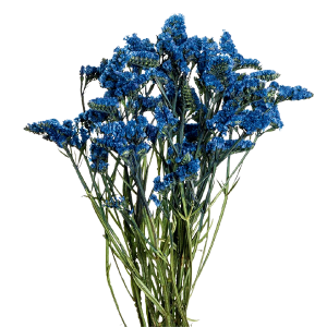 Tinted Blue