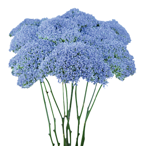 Tinted Blue