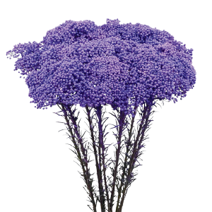 Tinted Lavender