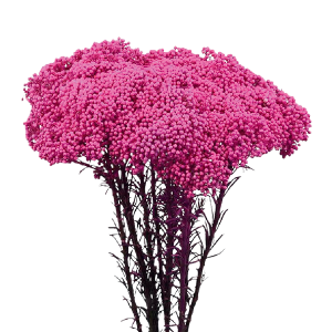 Tinted Pink