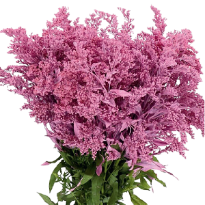 Tinted Pink