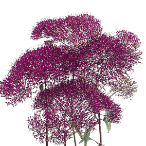 Tinted Pink
