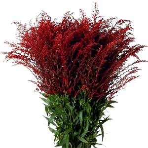 Tinted Red