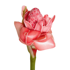 Torch Ginger Pink