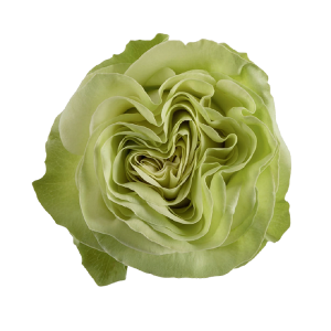 Wasabi
